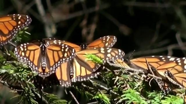 cbsn-fusion-monarca-a-novel-shines-light-on-urgent-need-to-save-monarch-butterflies-thumbnail-1009063-640x360.jpg 